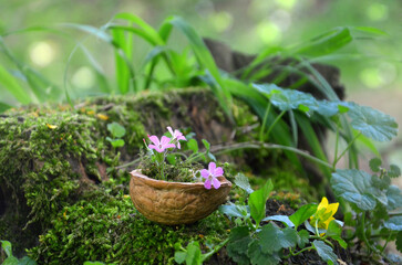   A pot  from walnut shell with tiny wild purple flowers  ,stands on an old  stump with moss in the greenery forest  background. Outdoors photo.  Free copy space .Greeting or birthday  concept