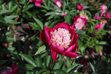 Pink peonies flower bloom in garden. Close up.