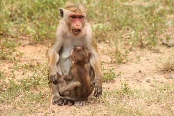 baboon sitting on the ground