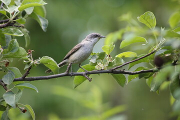 A nightingale on the branch of an apple tree in the garden. Selective focus, blurred background. High quality photo