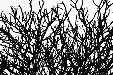 a beautiful black and white scene of trees during Autumn and most of the leaves are lost and there are some remaining leaves still left on the branch