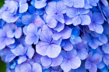 close up of hydrangea