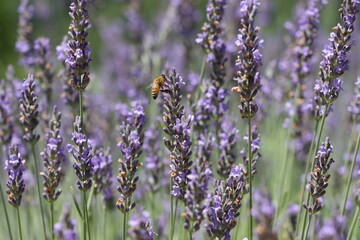 Obraz premium Lavender Field in Region