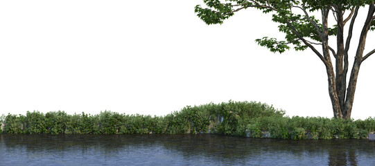 Obraz premium Swamp plants on a white background