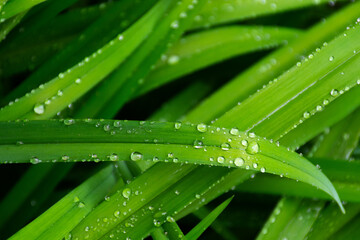 dew drops on the grass blades. vivid green environment closeup background after the rain. wet plants outdoor. morning fresh spring background
