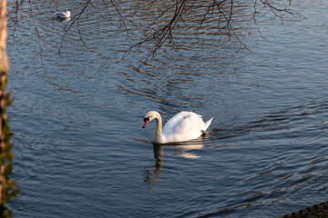 Swimming white mute swan a lake