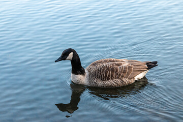 Swimming canadian goose in a lake