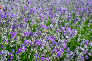 Obraz premium Many small blue lavender flowers in a garden in a sunny summer day photographed with selective focus, beautiful outdoor floral background.