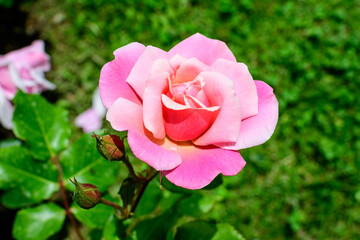 Large green bush with one fresh vivid pink rose and green leaves in a garden in a sunny summer day, beautiful outdoor floral background photographed with soft focus..