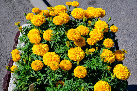 Large group of orange tagetes or African marigold flowers in a a garden in a sunny summer garden, textured floral background photographed with soft focus.