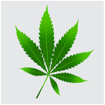 vector illustration A picture of cannabis leaves used to make a poster on a gray background.