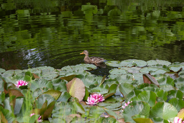 Duck in a pond with lotuses. Reflection in the water. Selective focus, blurred background. High quality photo