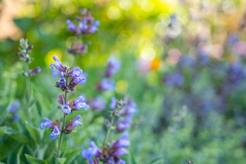 Garten, Pflanzen, Blüten, Urlaub, Erholung