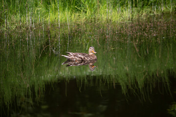 Duck in the pond. Reflection in the water. Beautiful green lake background. High quality photo