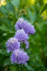 Obraz premium Violette Schnittlauch-Blüten im Garten in Nahaufnahme