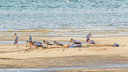 Fototapeta na wymiar A group of Flamingos on a dried sea bed