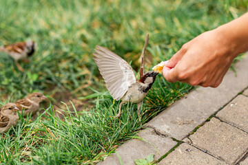 The birds found the remains of bread crumbs in the spring park and are happy to eat them.