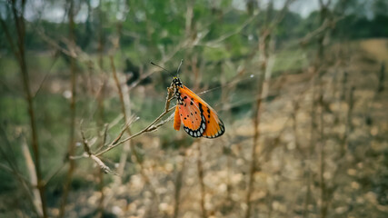 Fototapeta na wymiar Acraea terpsicore butterfly on a stick.
