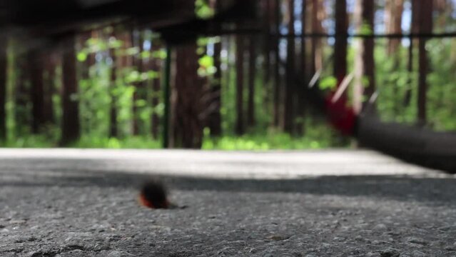 The great tiger moth caterpillar crawls across the road, the bicycle wheel stops so as not to crush it and goes around it.
