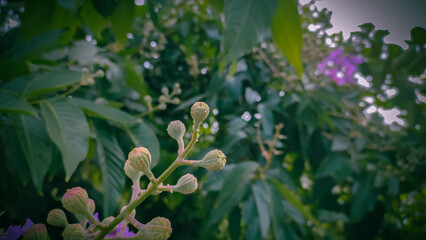 Flower buds of lagerstroemia speciosa 