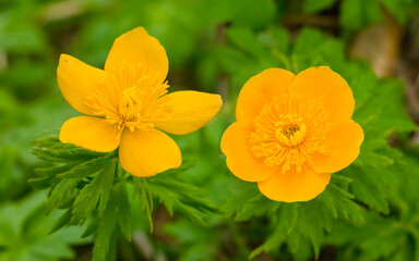 closeup yellow wild crocus flowersin forest, beautiful natural background