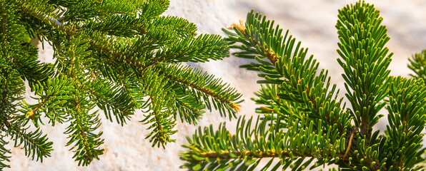 closeup fir tree branch in spring forest