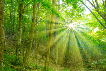 Fototapeta na wymiar forest on mount slope with sun rays push through th trees