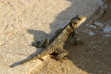 A lizard sits on a stone in a city park