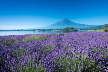 富士山　河口湖