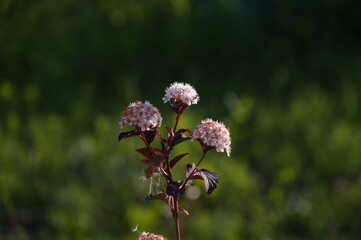 white inflorescence