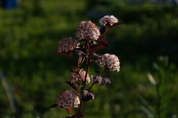 white inflorescence