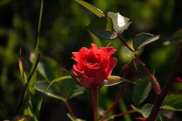 red rose in the garden