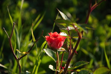 red rose in the garden