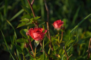 red rose in the garden