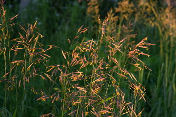 grass in the wind