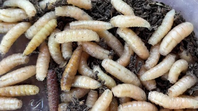 Close up of maggots crawling around. Focused on one particular maggot.
