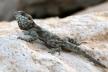 A lizard sits on a stone in a city park