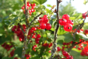 Obraz premium Brandkapelle in 86653 Monheim