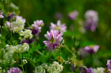 Close up, macro. Crownvetch or Securigera varia or purple crown vetch. Flowering field plants.