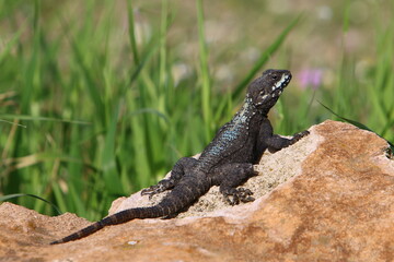 A lizard sits on a stone in a city park
