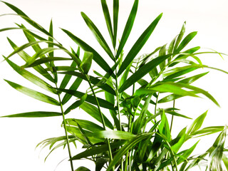 leaves on white background