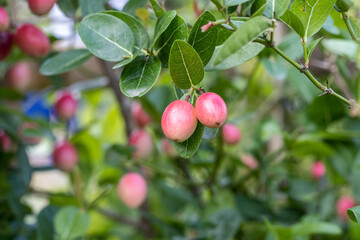 Carissa carandas fruit close up on a branch in the garden