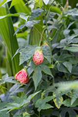 Chinese lantern hibiscus flower close up in the garden