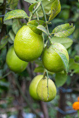 Close up of a group of lemons inside of an agricultural farm
