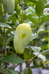 Close up shot of hanging ripe yellow mango on the tree