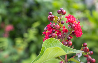 Close up shot of red viburnum tinus flower in the garden with copy space