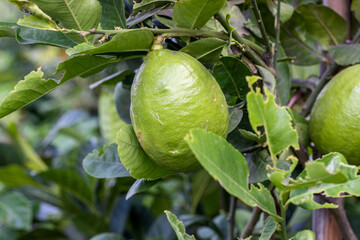 Unripe green lemon hanging on a branch in the garden close up