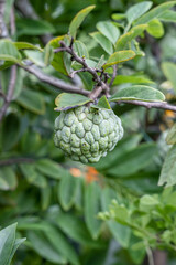 Young sugar apple fruit growing on the tree close up with selective focus