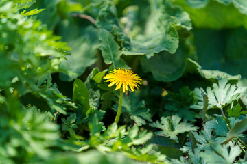 Yellow dandelions on a sunny spring day. season. background