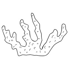 coral Illustration